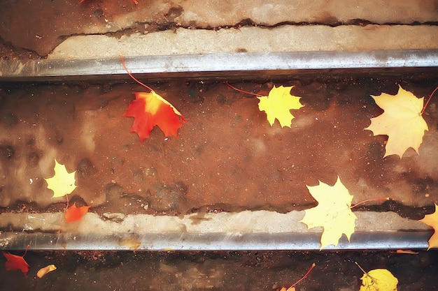 Fond de feuilles jaunes tombées / Fond d'automne jaune flou avec des feuilles au sol, été indien, feuilles d'octobre