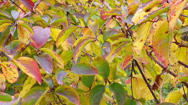 fond de feuilles jaunes