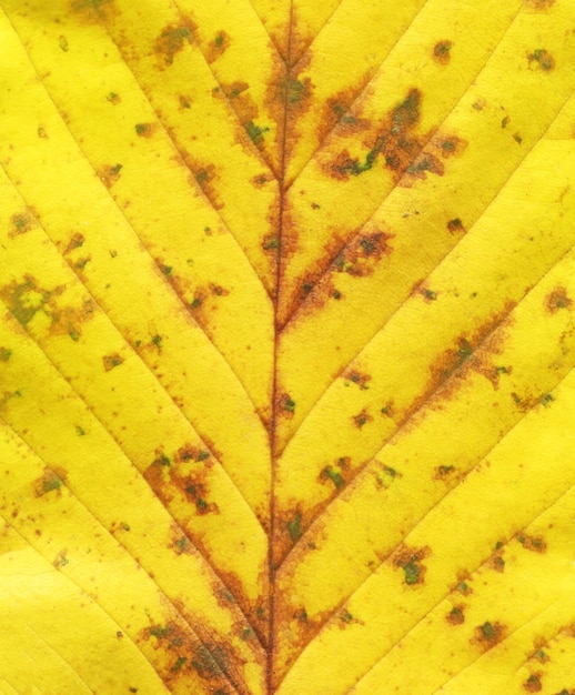 fond de feuilles jaunes