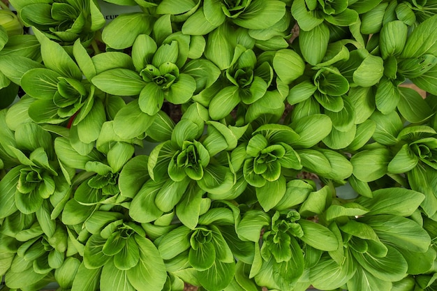 fond de feuilles de légumes verts