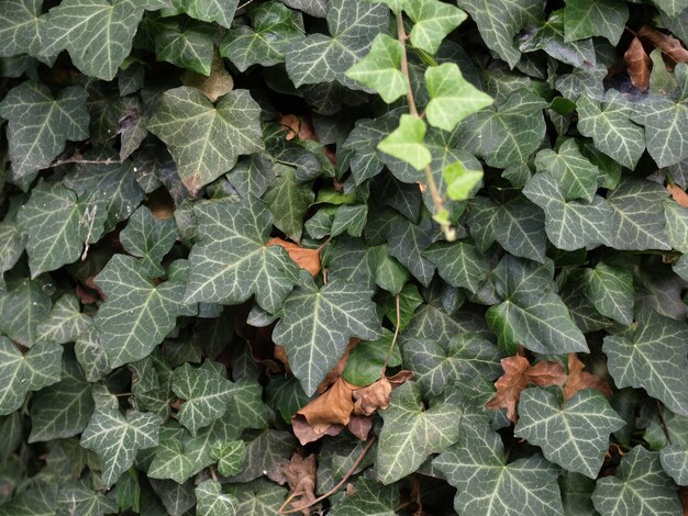 Fond de feuilles de lierre