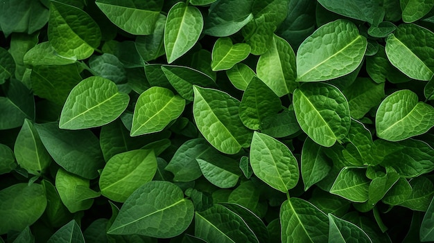 fond de feuilles naturelles macro vert