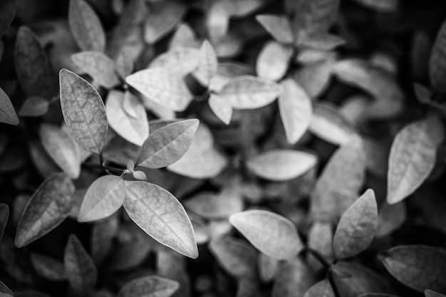 Fond de feuilles noir foncé, motif nature, texture naturelle.