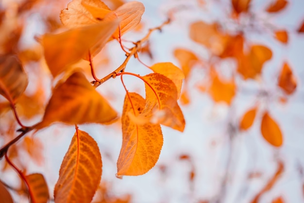 Fond de feuilles d'or et d'orange d'automne