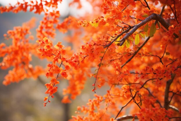 Fond de feuilles d'oranger d'automne