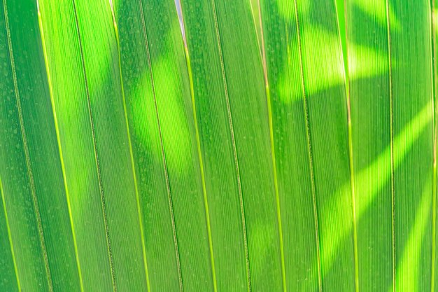 Fond de feuilles de palmier. Rayons du soleil sur les feuilles.