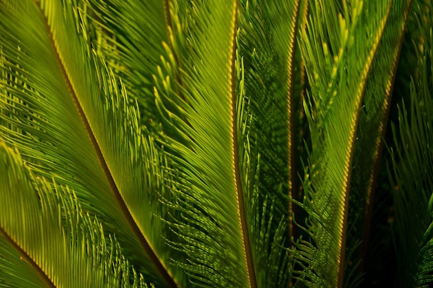 Fond de feuilles de palmier texture verte naturelle avec toile de fond de feuillage de palmier Feuilles vertes texture de motif de feuillage dans une jungle