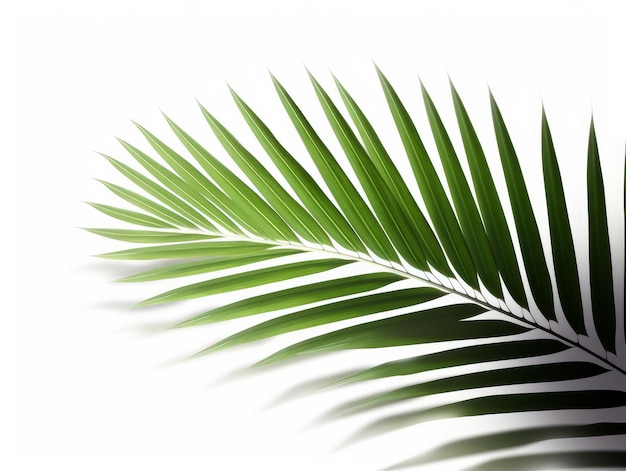 Fond de feuilles de palmier tropical Illustration AI GenerativexA