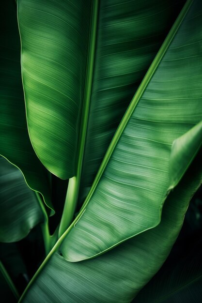 Fond de feuilles de palmier tropical Illustration AI GenerativexA