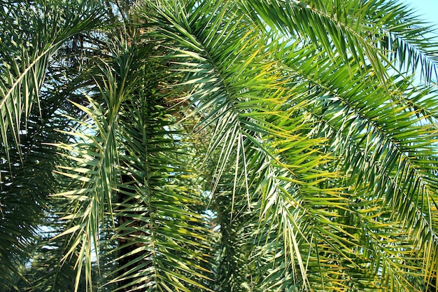 Photo fond de feuilles de palmier vert