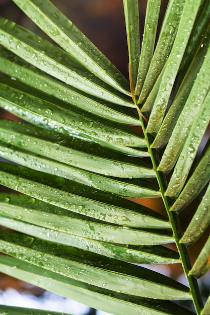 Fond de feuilles de palmier vert.