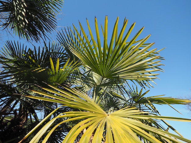 Fond de feuilles de palmier