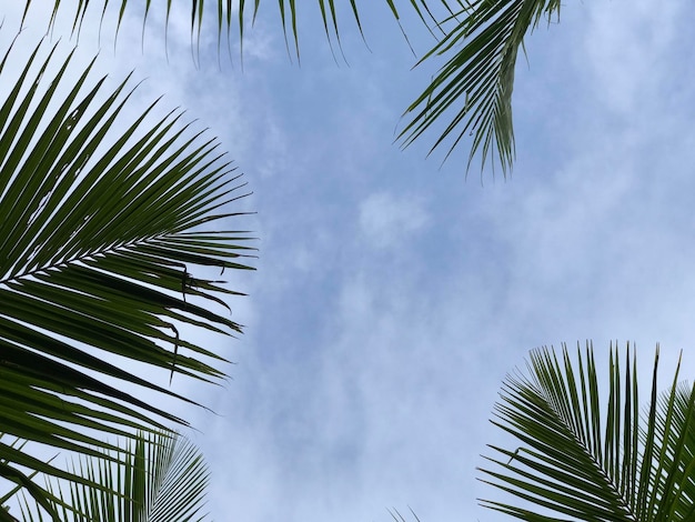 fond de feuilles de palmiers tropicaux gros plan cocotiers vue en perspective