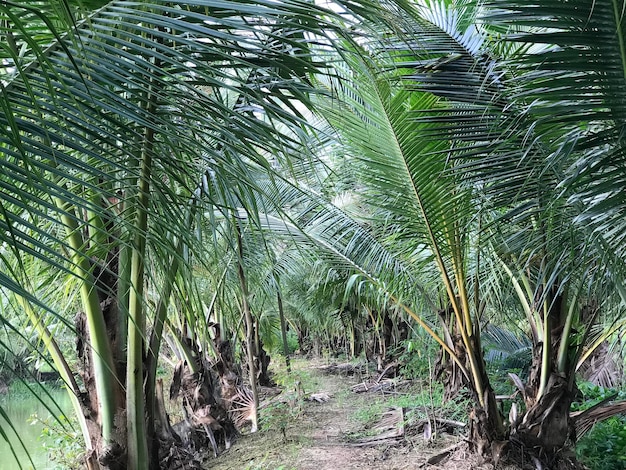 fond de feuilles de palmiers tropicaux gros plan cocotiers
