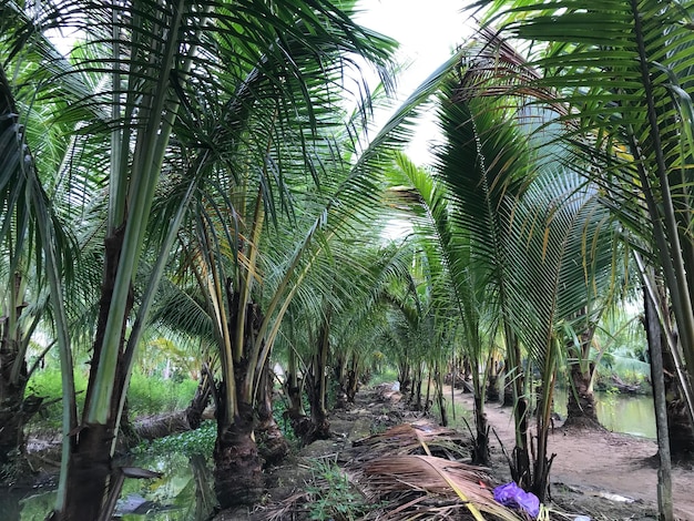 fond de feuilles de palmiers tropicaux gros plan cocotiers