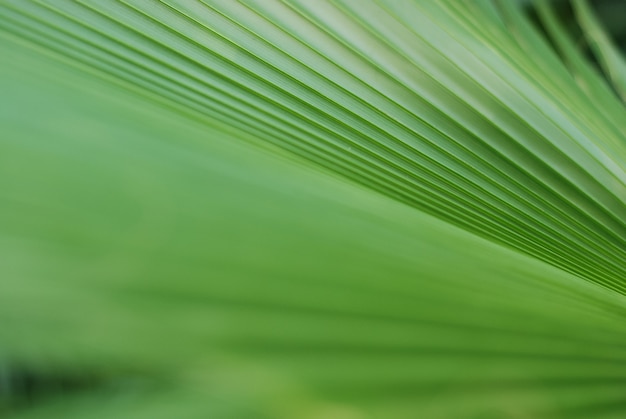 Fond de feuilles de plantes vertes