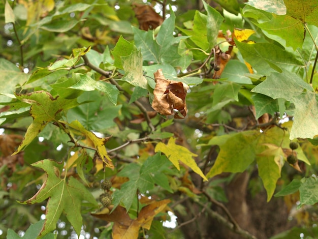 Fond de feuilles de platane