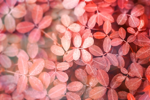 Fond de feuilles rouges d'automne