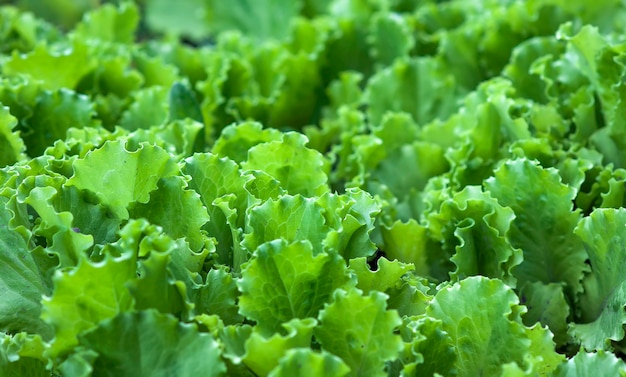 Fond de feuilles de salade verte