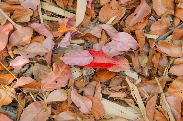 Fond de feuilles séchées abstraites dans la nature