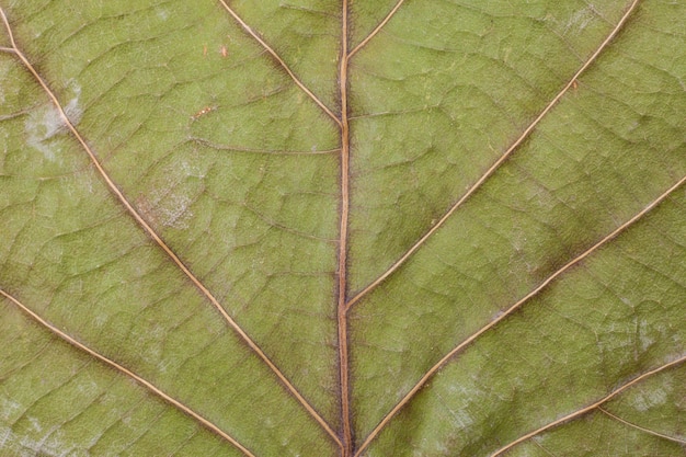 Fond de feuilles séchées.