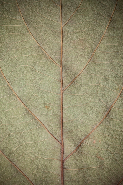 Photo fond de feuilles séchées.