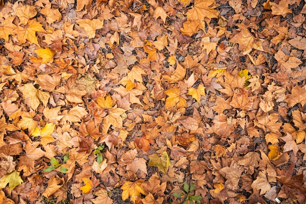 Fond de feuilles sèches en automne