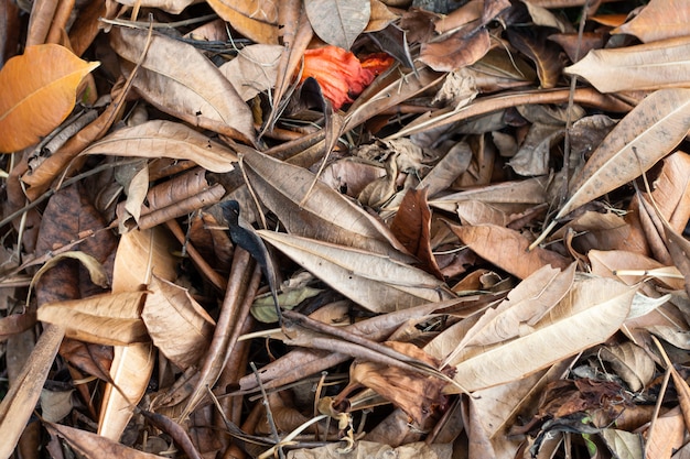 fond de feuilles sèches