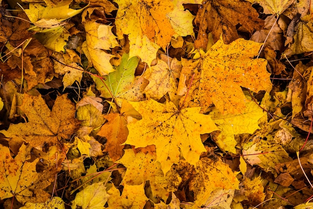 Fond de feuilles tombées d'érable doré