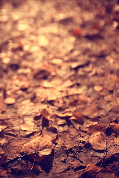 fond de feuilles tombées / fond d'automne feuilles jaunes tombées d'un arbre