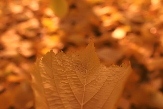fond de feuilles tombées / fond d'automne feuilles jaunes tombées d'un arbre