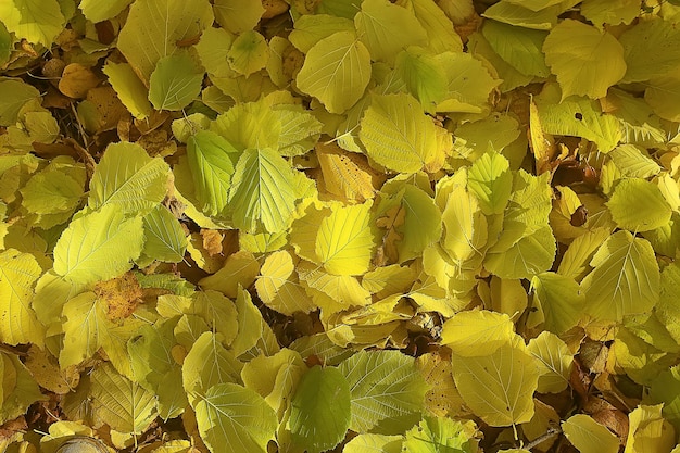 fond de feuilles tombées / fond d'automne feuilles jaunes tombées d'un arbre