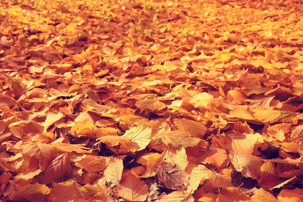 fond de feuilles tombées / fond d'automne feuilles jaunes tombées d'un arbre