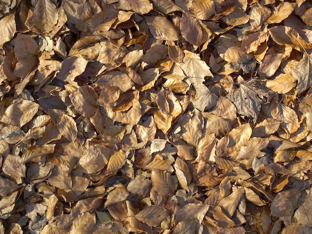 Fond de feuilles tombées