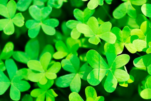 Fond de feuilles de trèfle de plus en plus naturel vert. Symbole de vacances de la Saint-Patrick