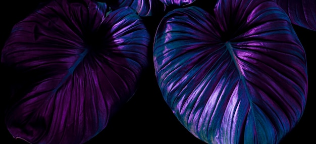 Photo fond de feuilles tropicales bleu foncé violet couleur tonique