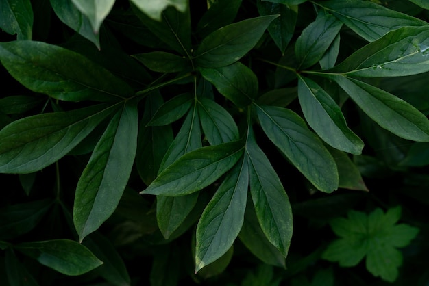 Fond de feuilles tropicales exotiques sombres ton sombre de mauvaise humeur