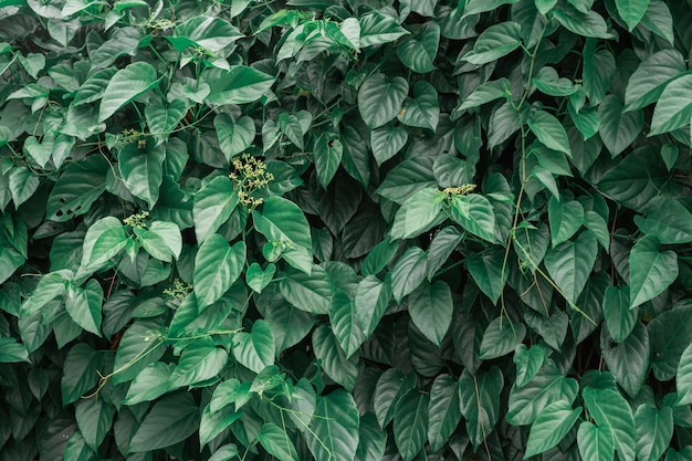 fond de feuilles tropicales fraîches