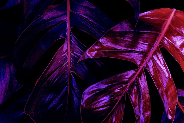 Fond De Feuilles Tropicales Lueur Néon Violet Tonique