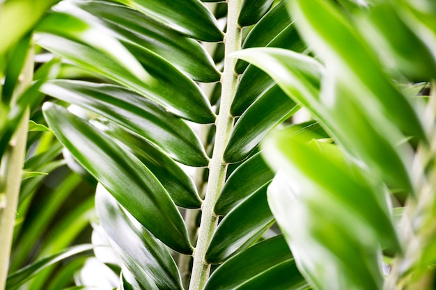 Fond de feuilles tropicales