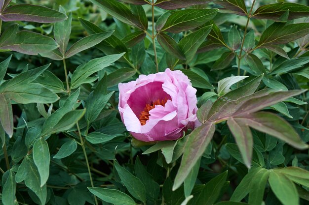 Fond de feuilles vertes d'un buisson en fleurs avec une pivoine fleur rose doucement, tourné en gros plan avec un flou par temps nuageux en été, au printemps