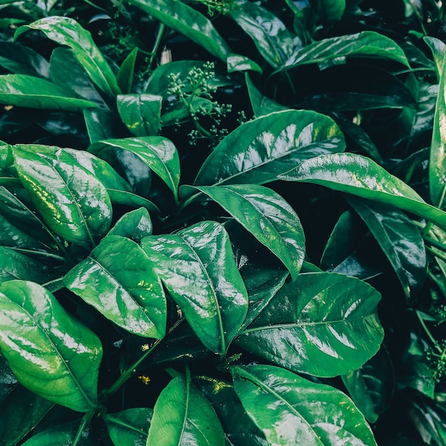 Fond de feuilles vertes. Concept de mode pour les amoureux des plantes