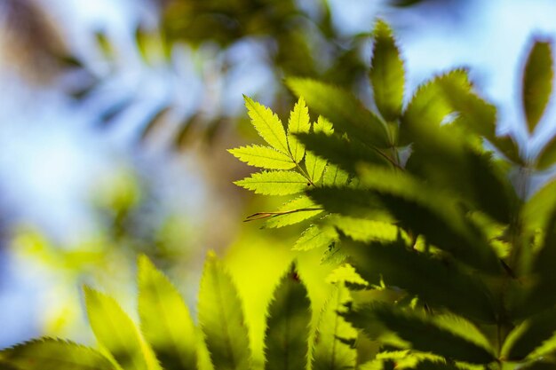 Fond de feuilles vertes dans la forêt aux beaux jours