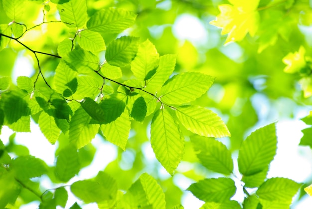 Fond de feuilles vertes dans une journée ensoleillée