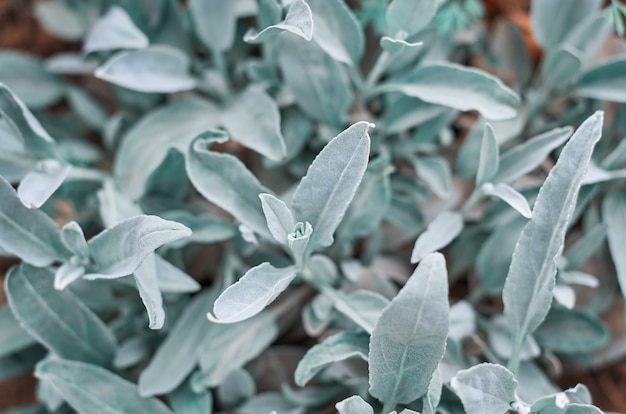 Fond de feuilles vertes en été