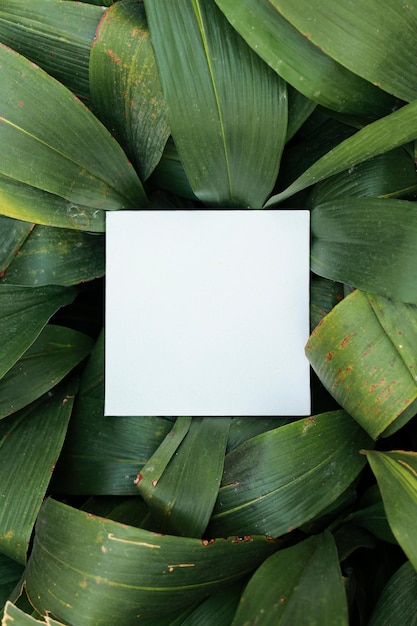 Fond de feuilles vertes Fond naturel et papier peint avec carte vierge