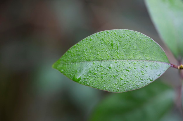 Fond de feuilles vertes fraîches avec des gouttes d'eau