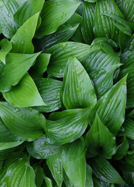 Fond de feuilles vertes fraîches de la plante Hosta avec des gouttes d'eau après la pluie