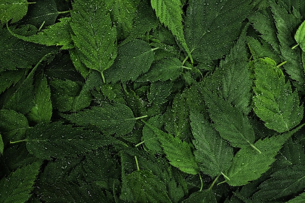 Fond de feuilles vertes humides avec des gouttelettes d'eau Fond d'écran de plantes fraîches Disposition de la forêt de feuilles tropicales pour les éléments de conception créative Disposition créative à partir des feuilles Vue de dessus à plat en gros plan