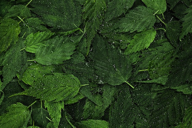 Fond de feuilles vertes humides avec des gouttelettes d'eau Fond d'écran de plantes fraîches Disposition de la forêt de feuilles tropicales pour les éléments de conception créative Disposition créative à partir des feuilles Vue de dessus à plat en gros plan